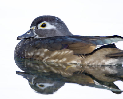 Wood Duck - female_1407