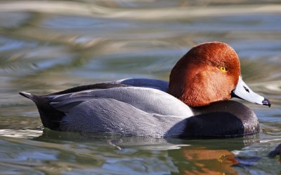 Redhead - male breeding_1723