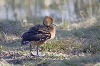 Fulvous Whistling Duck_1454