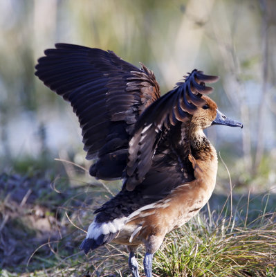Fulvous Whistling Duck_1468