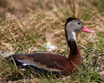 Black-bellied Whistling Duck_5720