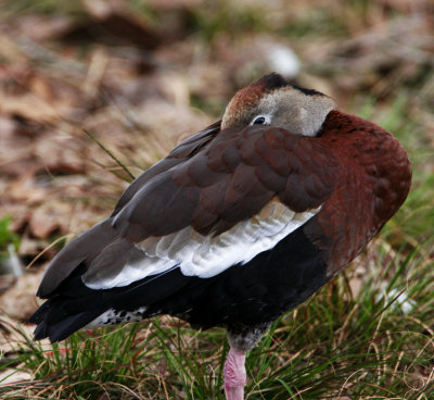 Black-bellied Whistling Duck_5724