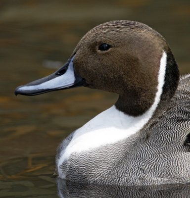 Northern Pintail - male - detail_5825.jpg