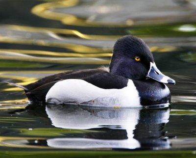 Ring-necked Duck - male_5742.jpg