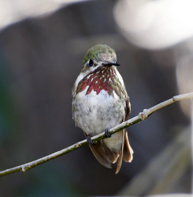 Calliope Hummingbird - male_2011.jpg