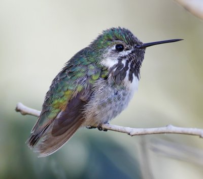 Calliope Hummingbird - male_2036.jpg