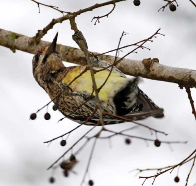 Yellow-bellied Sapsucker - female_3274.jpg