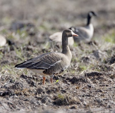 Greater White-fronted Goose_2171.jpg