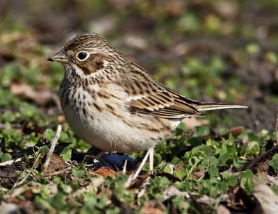 Vesper Sparrow_0048.jpg