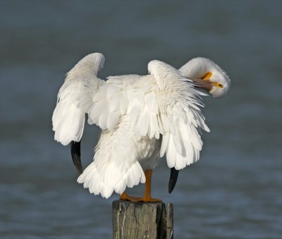 American White Pelican_8478.jpg