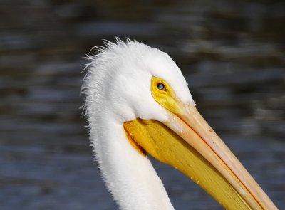 Pelican with scar eye_8623.jpg