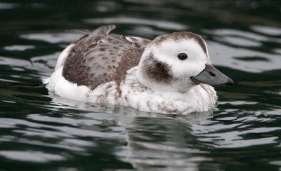 Long-tailed Duck - female - winter_2450.jpg