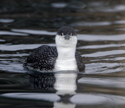 Red-throated Loon - non-breeding_3364.jpg