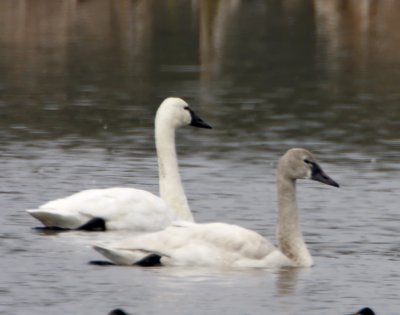 Tundra Swan - juvenile and adult_2557.jpg