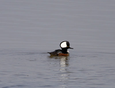 Hooded Merganser  male_2593.jpg