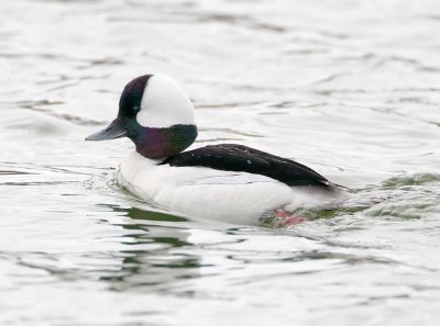 Bufflehead - male_2957.jpg