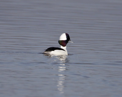 Bufflehead - male_2682.jpg