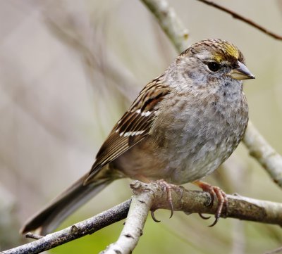 Golden-crowned Sparrow - non-breeding_3285.jpg