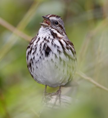 Song Sparrow_3288.jpg