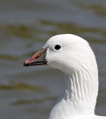 Ross's Goose_MG_4545.jpg