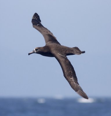 Black-footed Albatross - juvenile_9241.jpg