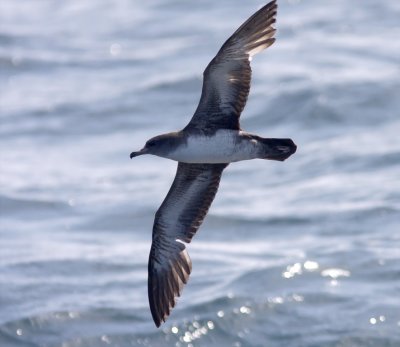 Pink-footed Shearwater_9061.jpg