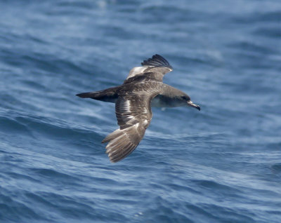 Pink-footed Shearwater_9501.jpg