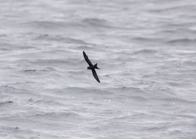 Ashy Storm Petrel_9031.jpg