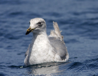 Glaucous-winged Gull - 2nd year_9423.jpg