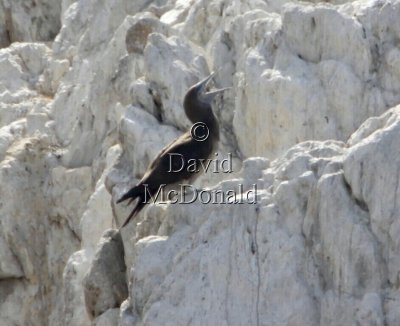 Brown Booby - juvenile_8353.jpg