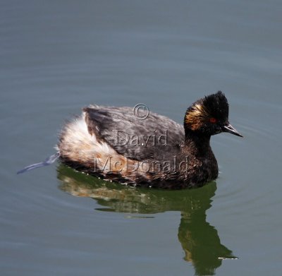 Eared Grebe - breeding_0368.jpg