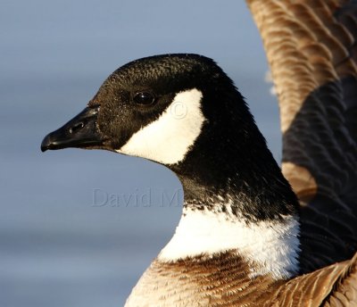 Cackling Goose Aleutian_0633.jpg