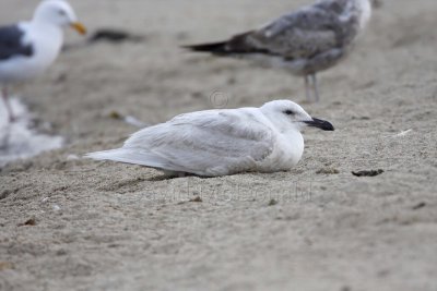 Glaucous-winged Gull - 1st year_9904.jpg