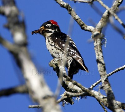 Nuttall's Woodpecker - male_0674.jpg