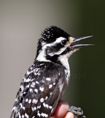 Nuttall's Woodpecker - female_0745.jpg