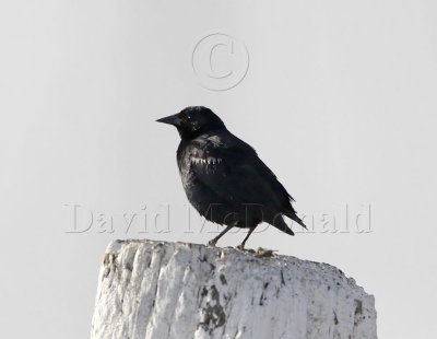 Tricolored Blackbird - male_0033.jpg