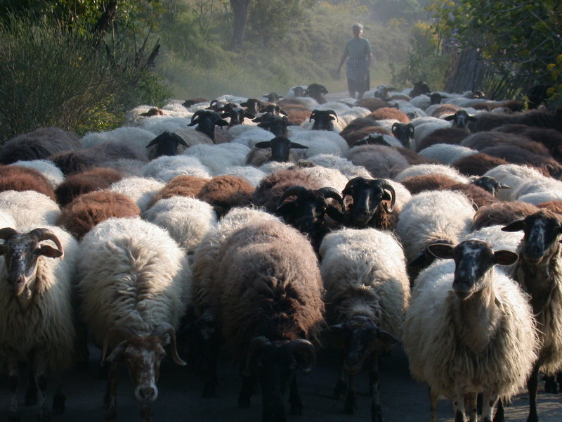 Sheep Flock in Lesvos