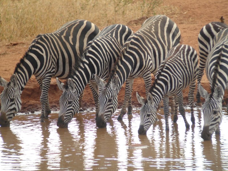 Common Zebras from the balcony