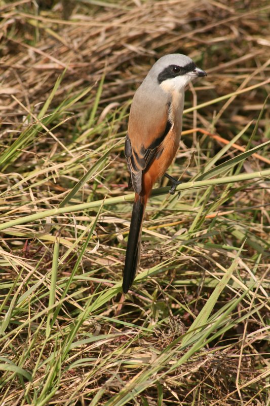 Long-tailed Shrike, India
