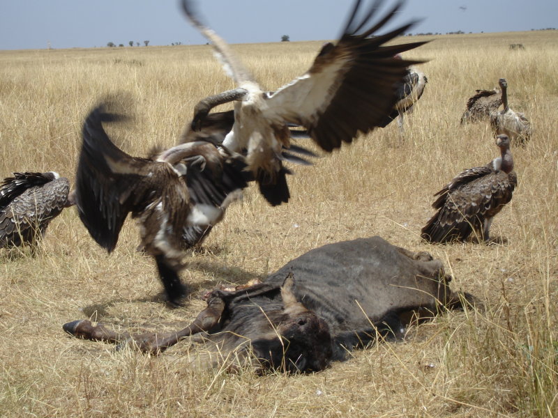 Masai Mara, Kenya
