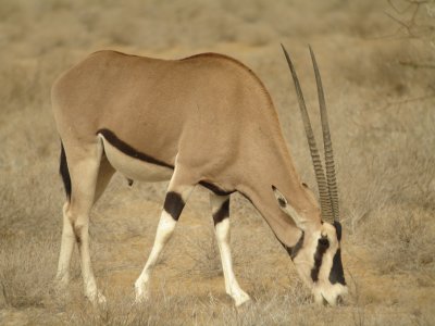 Beisa Oryx, Samburu, Kenya