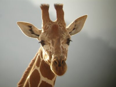 Reticulated Giraffe, Samburu, Kenya
