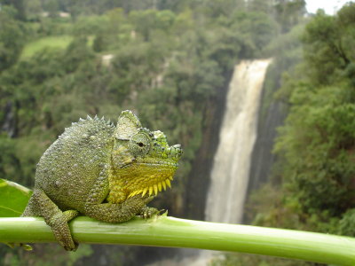 Some kind of Chameleon, Kenya