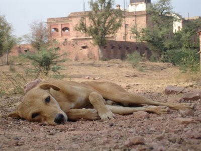 Feral dog, the only inhabitant of this deserted palace,  India