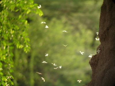 Flight of the Termite, Kenya