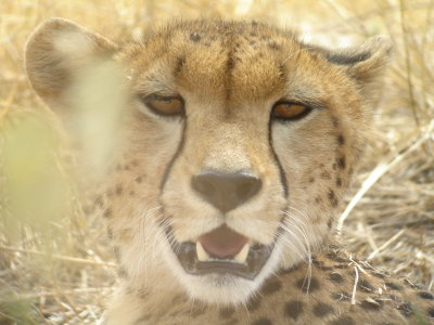 Cheetah, Masai Mara, Kenya