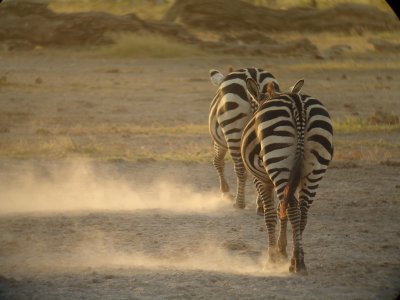 Common Zebra, Amboseli, Kenya