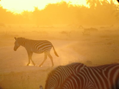 Common Zebra at sunset, Amboslei, Kenya