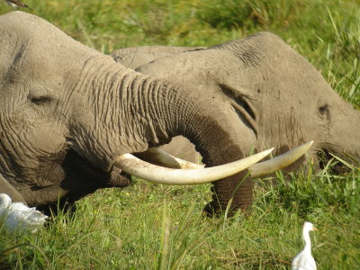 The Swamp elephants of Amboseli, Kenya