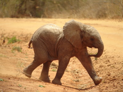 Bubber elephant, Amboseli, Kenya